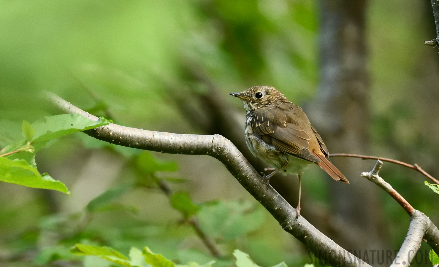 Catharus guttatus crymophilus [400 mm, 1/160 sec at f / 7.1, ISO 3200]